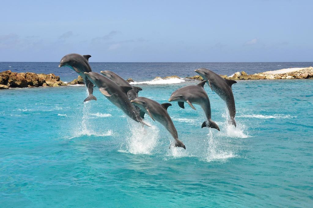 Dolphin Suites & Wellness Curacao Віллемстад Екстер'єр фото